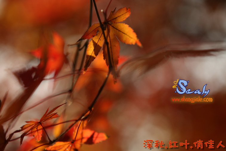 按此在新窗口打开图片